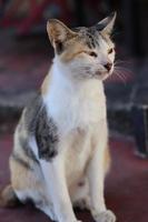 Cute Asian cat expression while in the yard. photo