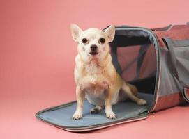 perro chihuahua marrón sentado y mirando la cámara frente a la bolsa de transporte de mascotas del viajero sobre fondo rosa con espacio para copiar. viaje seguro con animales. foto