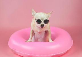 cute brown short hair chihuahua dog wearing sunglasses  standing in pink swimming ring, isolated on pink background. photo