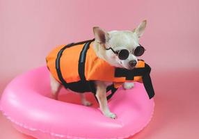 lindo perro chihuahua de pelo corto marrón con gafas de sol y chaleco salvavidas naranja o chaleco salvavidas de pie en un anillo de natación rosa, aislado en un fondo rosa. foto