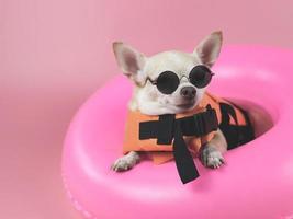 lindo perro chihuahua de pelo corto marrón con gafas de sol y chaleco salvavidas naranja o chaleco salvavidas sentado en un anillo de natación rosa, aislado en un fondo rosa. foto