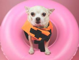 lindo perro chihuahua de pelo corto marrón con chaleco salvavidas naranja o chaleco salvavidas de pie en un anillo de natación rosa, aislado en un fondo rosa. foto