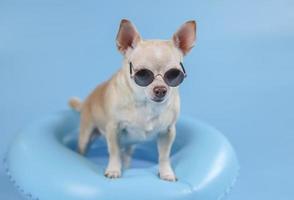 happy  brown short hair chihuahua dog wearing sunglasses, standing  in blue swimming ring on blue background with copy space. photo