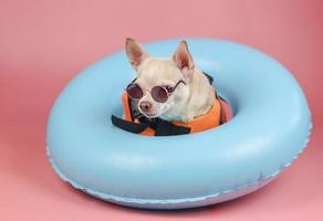 cute brown short hair chihuahua dog wearing orange life jacket or life vest sitting in blue swimming ring, isolated on pink background. photo