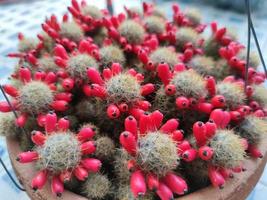cactus with seed in pot. home plant concept photo