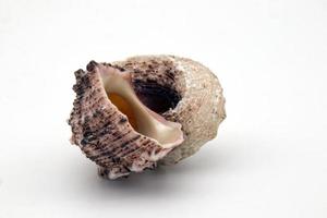 Seashell isolated on white background. Space for text photo