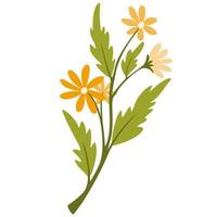 Twig with flowers. Daisies, wildflowers. Botanical illustration for decor, wedding, postcards and printing. Vector cartoon illustration isolated on the white background.