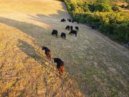 Beautiful Black British Bulls and Cows at England's Countryside Farms, Drone's Footage at Sunset photo