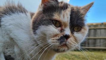 cat is posing in the home garden photo