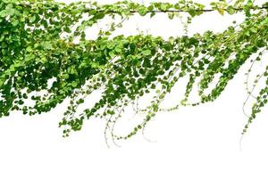 Vine plant, Ivy leaves plant on poles isolated on white background photo