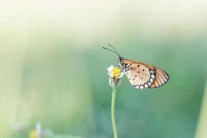 butterfly fly in nature. photo