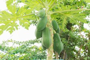 árbol de papaya naturaleza foto