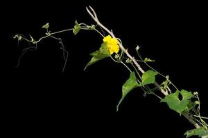 vine plants isolate on black background. clipping path photo