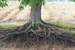 Mango root tree photo