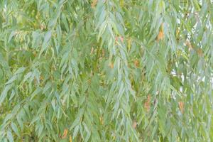 Eucalyptus leaves. branch eucalyptus tree nature background photo