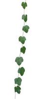 vine plants isolated on white background. clipping path photo