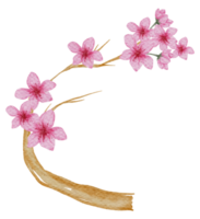 acuarela de flor de cerezo png