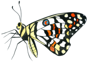 peinture à la main aquarelle papillon png