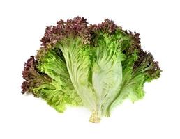 red coral lettuce on white background  ,Green leaves pattern ,Salad ingredient photo