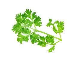 leaf Coriander or Cilantro isolated on white background ,Green leaves pattern photo