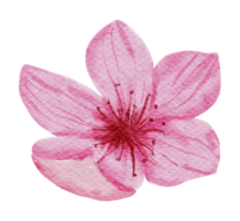 acquerello di fiori di ciliegio png