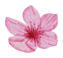 Cherry Blossom flower watercolor png