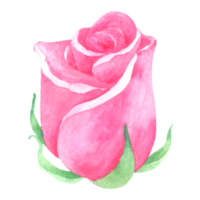 pintura à mão em aquarela de flor rosa png