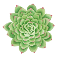 peinture à la main aquarelle cactus png