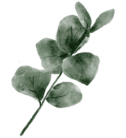 grönt blad element vattenfärg png