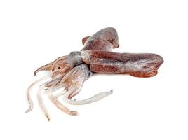 squid isolated on white background photo