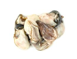 Oysters isolated on a white background photo