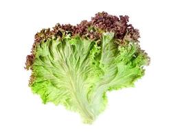 red coral lettuce on white background  ,Green leaves pattern ,Salad ingredient photo