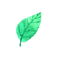 acquerello elemento foglia verde png