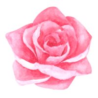 pintura de mano de acuarela de flor rosa png
