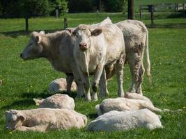 white cows on a meadow in germany photo