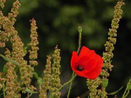 Poppies in westphalia photo