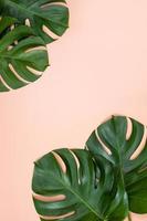 Beautiful tropical palm monstera leaves branch isolated on bright pink background, top view, flat lay, overhead above summer beauty blank design concept. photo