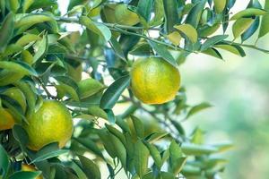 Fresh ripe tangerine mandarin orange on the tree in the orange garden orchard. photo