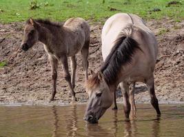 wild horses in germany photo