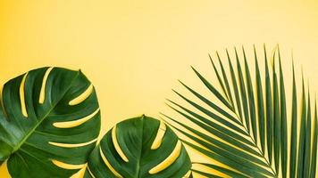 hermosa palma tropical hojas de monstera rama aislada sobre fondo amarillo pastel, vista superior, plano, encima del concepto de diseño en blanco de belleza de verano. foto