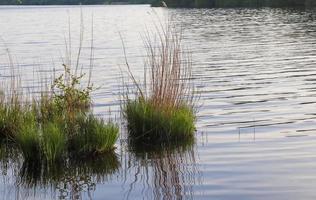 Beautiful landscape at the coast of a lake with a reflective water surface and some reed and grass photo