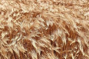 Beautiful and detailed close up view on crop and wheat field textures in northern europe. photo