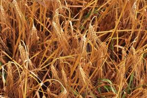 Beautiful and detailed close up view on crop and wheat field textures in northern europe. photo