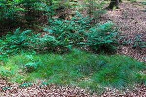 Beautiful view into a dense green forest with bright sunlight casting deep shadow photo