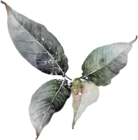 leaf watercolor transparency clipart. png