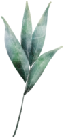 Leaf watercolor transparency. png