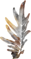 transparence aquarelle feuille. png