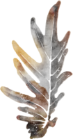 Leaf watercolor transparency. png