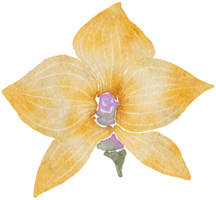 blomma akvarell transparens. png