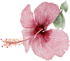 fleur aquarelle transparence de fleur d'hibiscus.. png